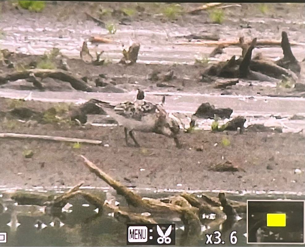 Bécasseau sanderling  - Grzegorz Zioło