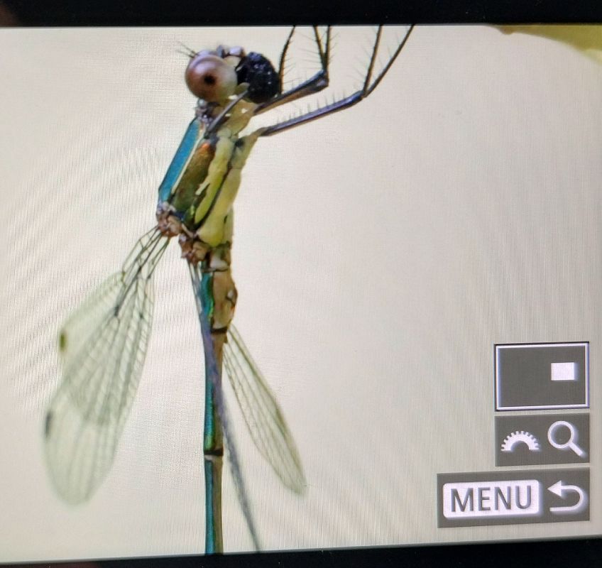Chalcolestes viridis  - Battisti Andrea