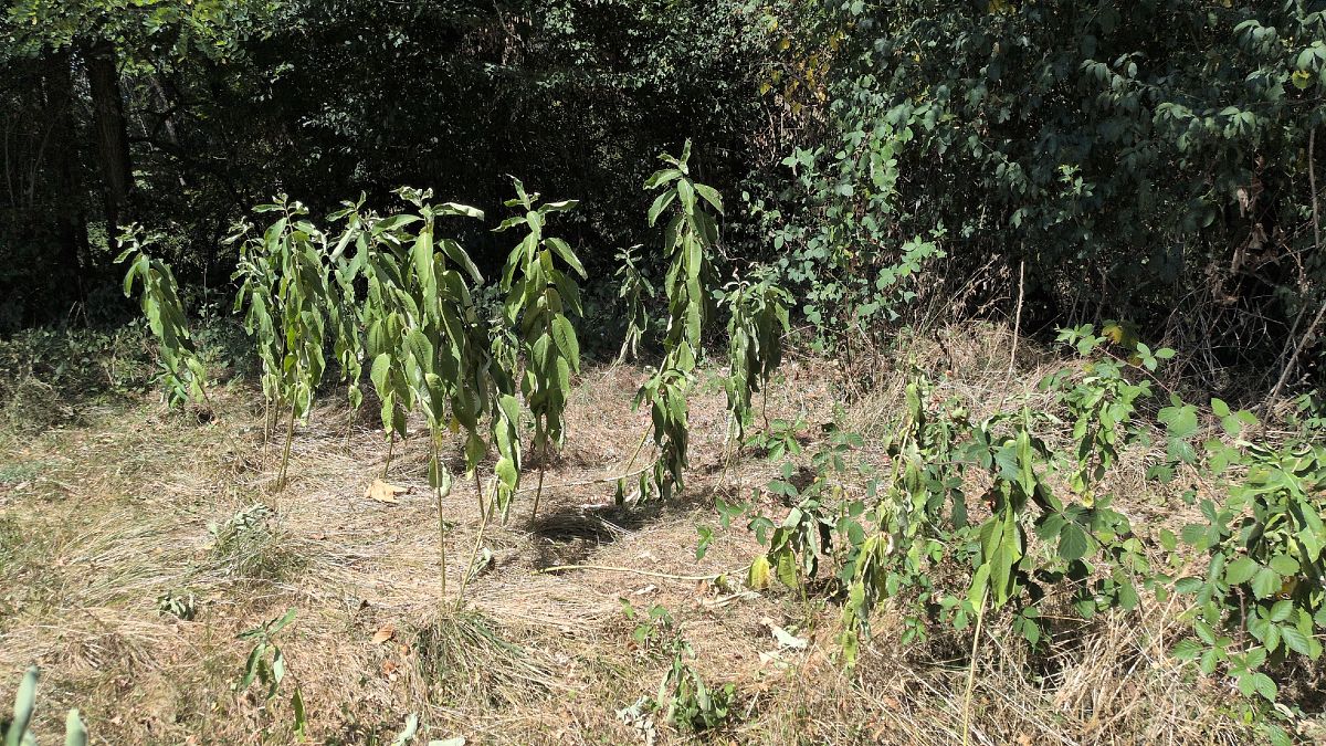 Asclepias syriaca  - Paolo Del Mestre (FVG)