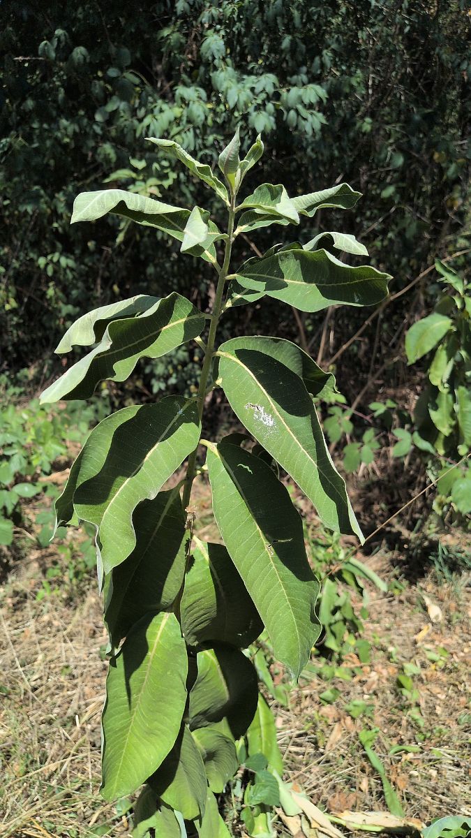 Asclepias syriaca  - Paolo Del Mestre (FVG)