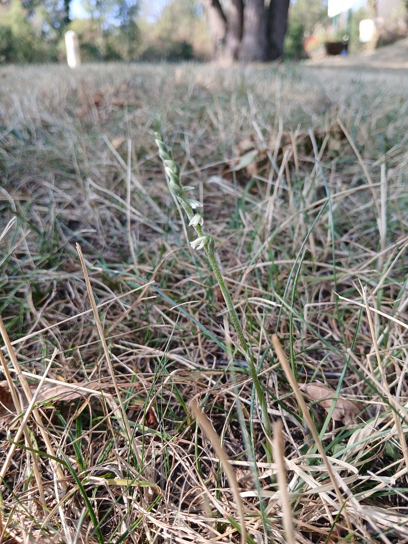 Spiranthes spiralis  - Alain Falvard