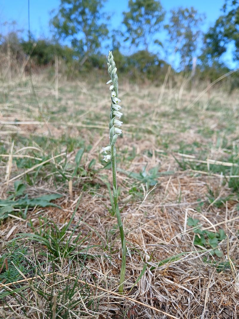 Spiranthes spiralis  - Alain Falvard
