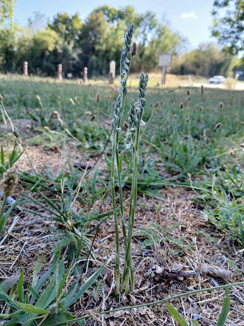 Spiranthes spiralis  - Alain Falvard