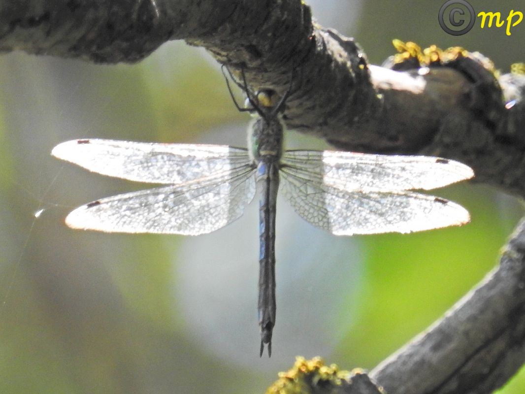 Anax parthenope  - Mario Paloni
