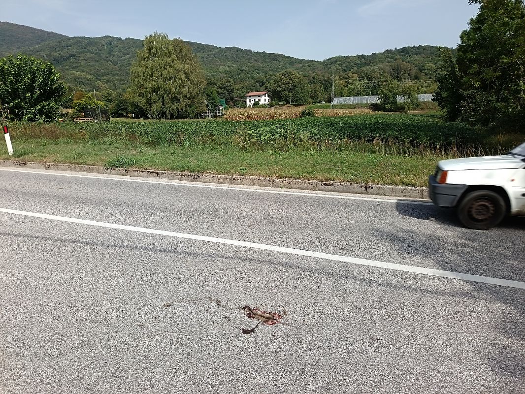 Ratto delle chiaviche  - Tiziano Fiorenza (FVG)