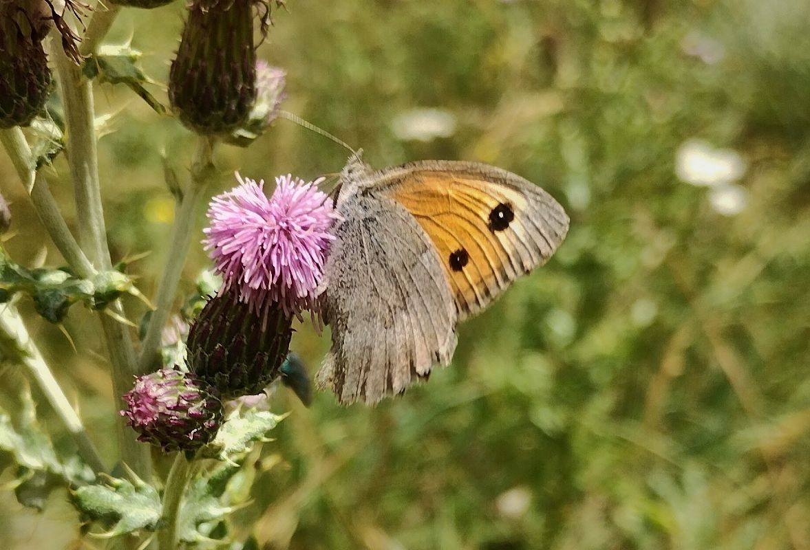 Hyponephele lycaon  - Marco Cortemiglia