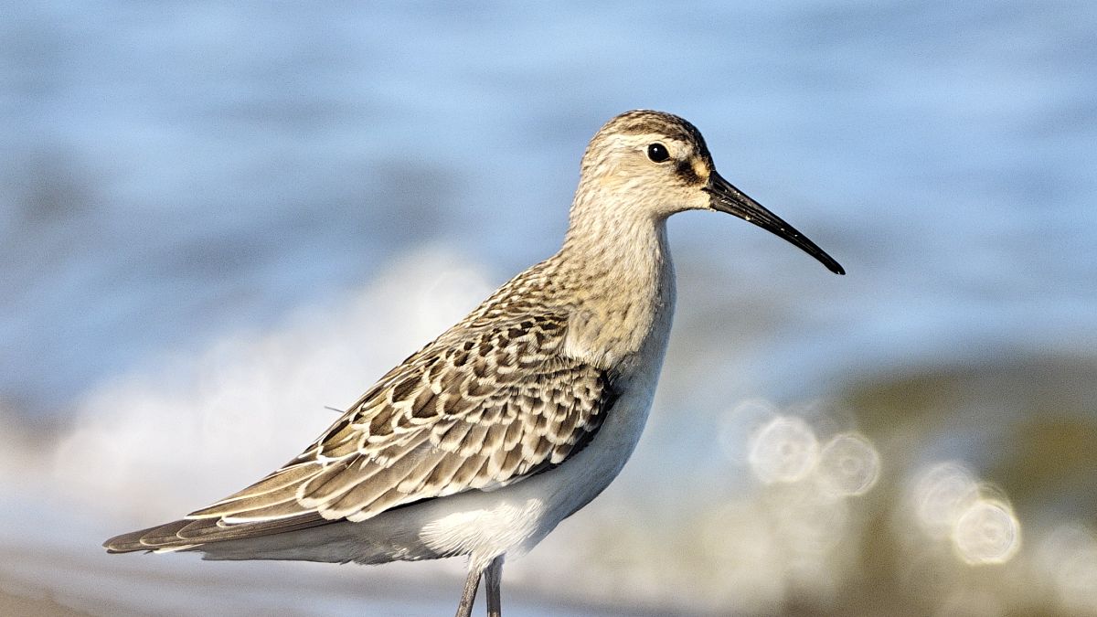 Curlew Sandpiper  - Eliza Suchozebrska