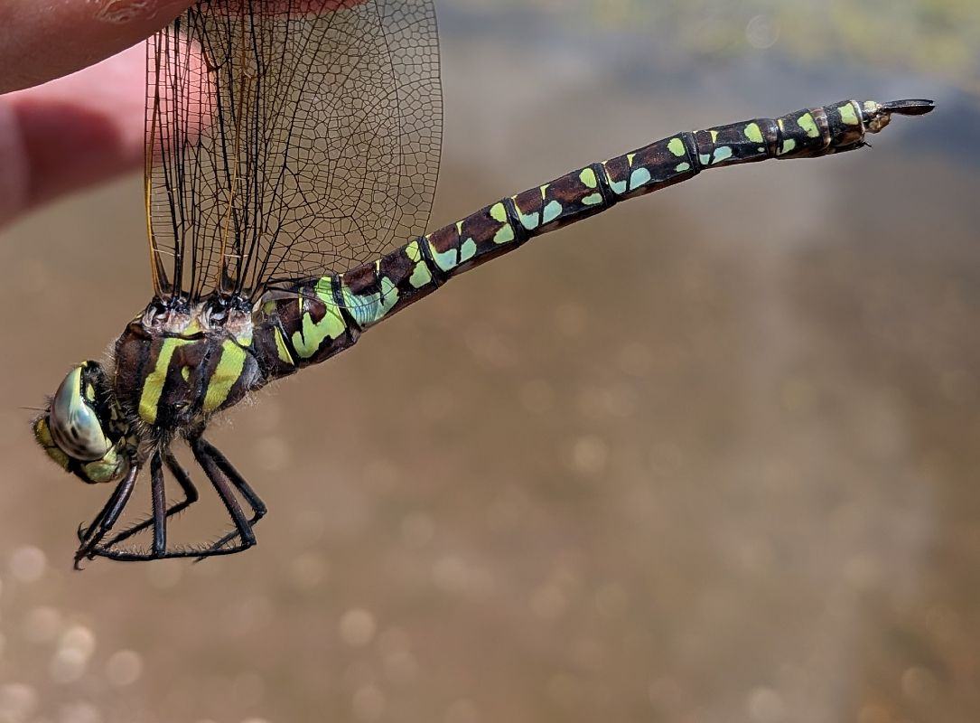 Aeshna cyanea  - Andrea Verdelli