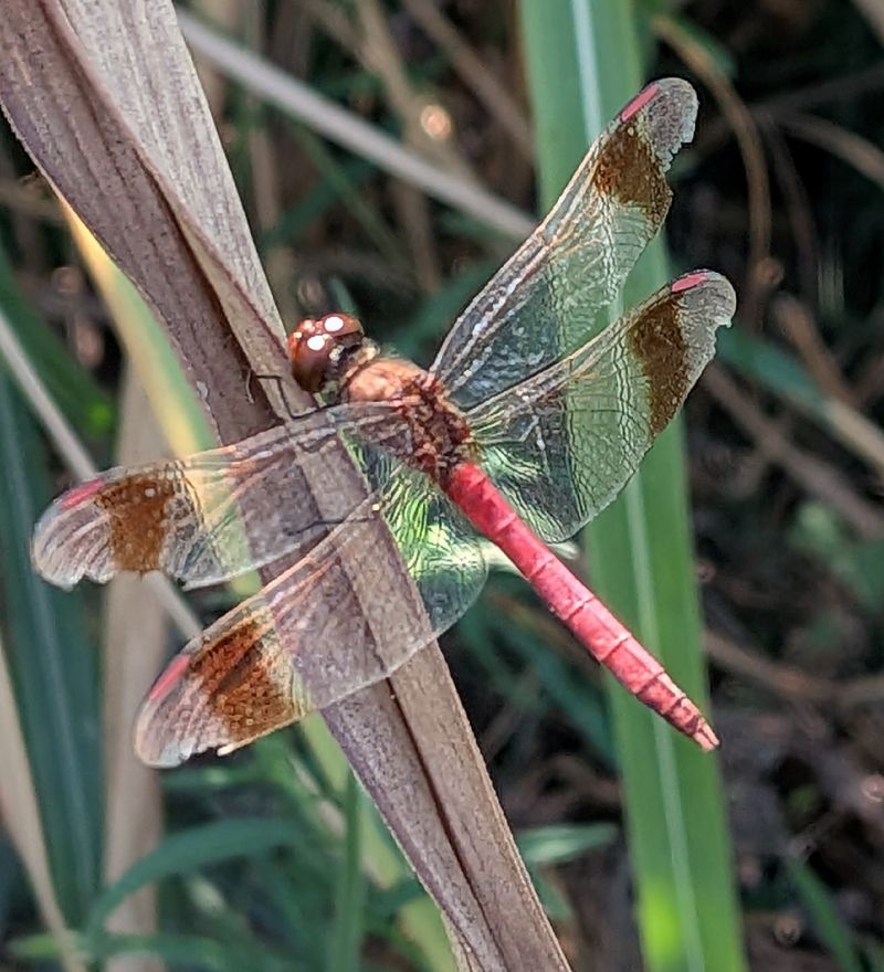Sympetrum pedemontanum  - Andrea Verdelli