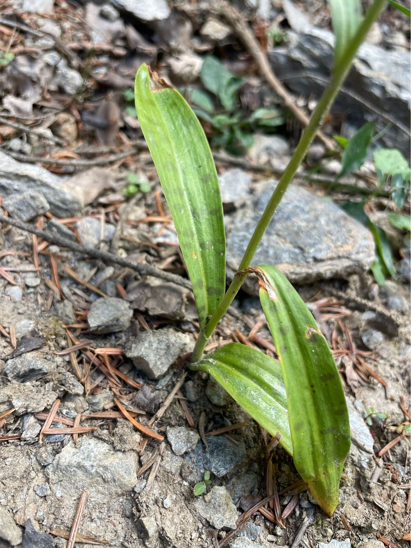 Dactylorhiza fuchsii  - Arthur Léonard