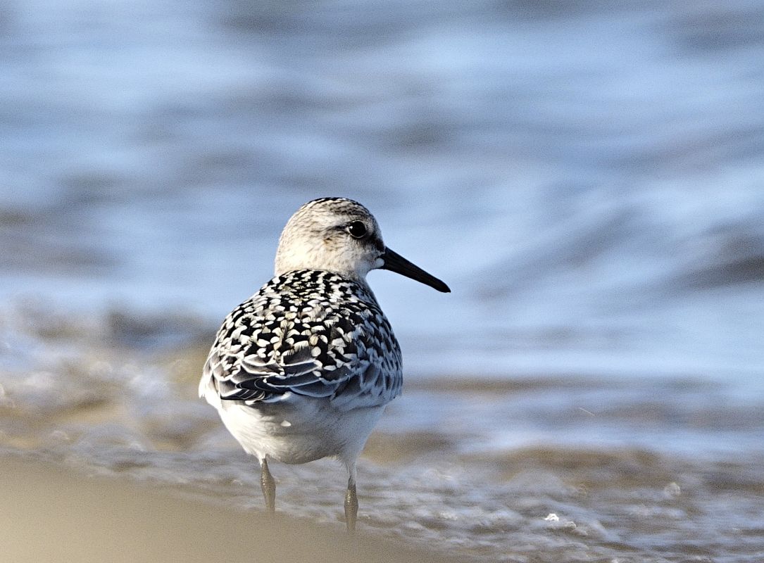 Sanderling  - Eliza Suchozebrska