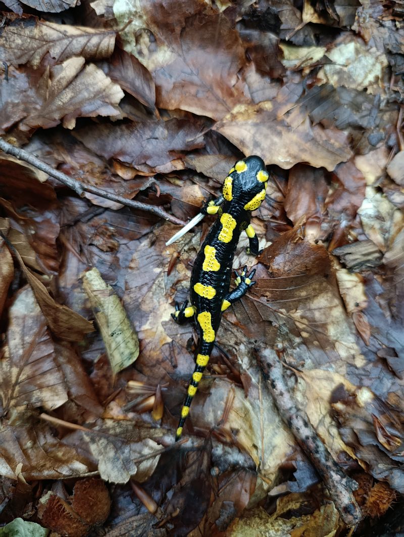 Salamandra pezzata  - Alessandro Ghiggi