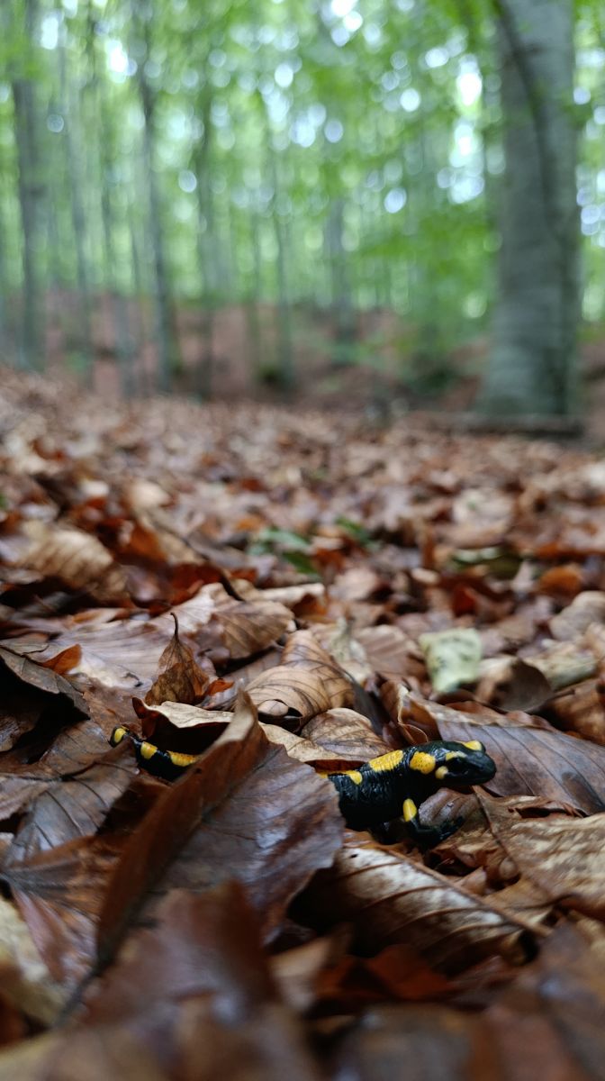 Salamandra pezzata  - Alessandro Ghiggi