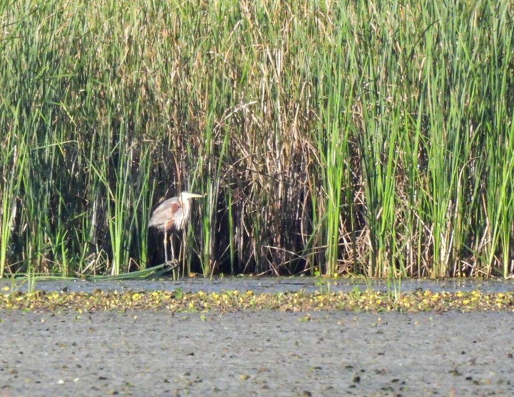 Purple Heron  - Natalia Gorczowska