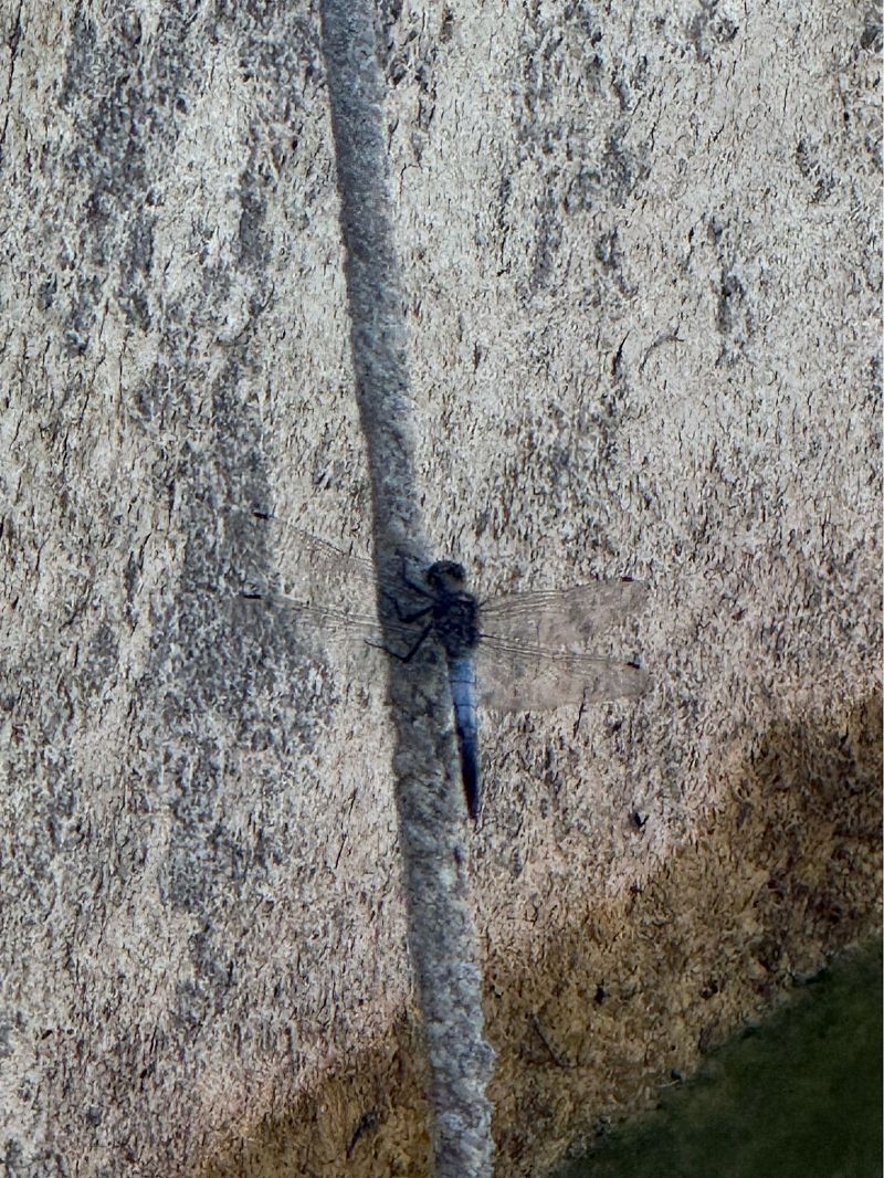 Orthetrum cancellatum  - Andrea Galimberti