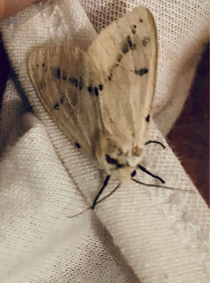 Spilosoma sp.  - Maria Rita Gelso