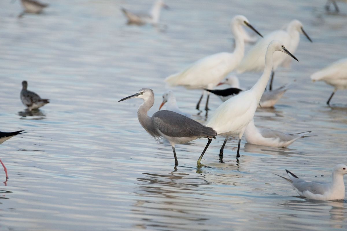 Aigrette des récifs  - Enrico Castellucci