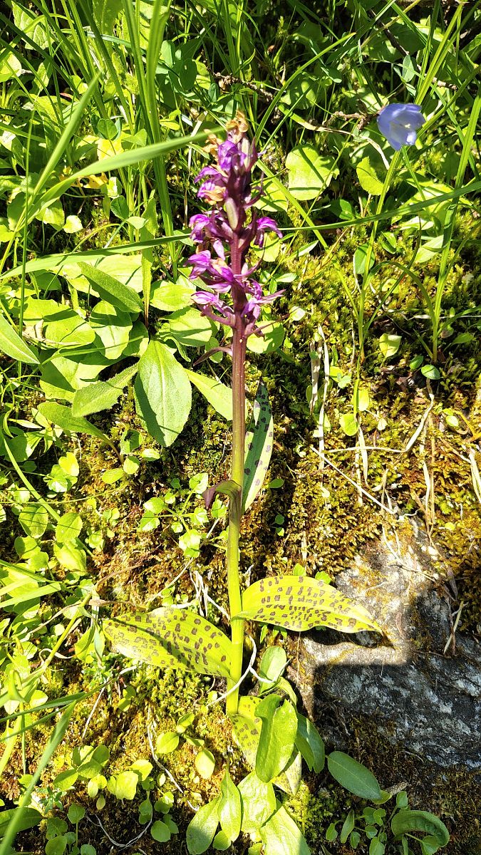 Dactylorhiza lapponica  - Sylvain Barthe