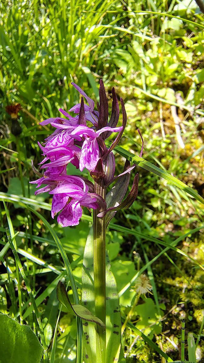 Dactylorhiza lapponica  - Sylvain Barthe