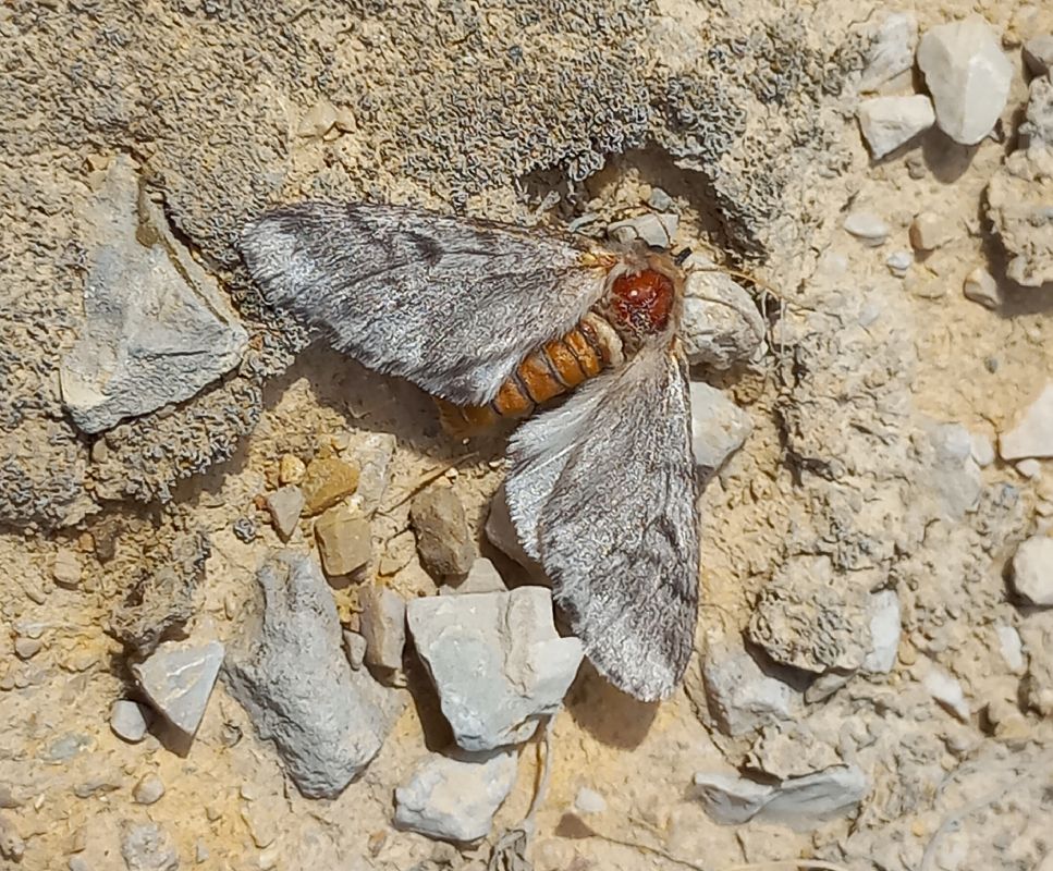 Thaumetopoea pityocampa  - Marc Olivé