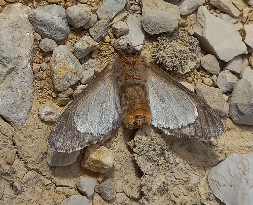 Thaumetopoea pityocampa  - Marc Olivé