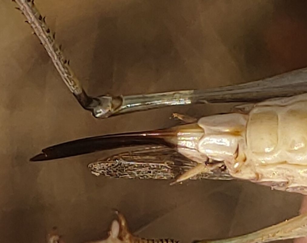Platycleis grisea  - Daniele Baroni