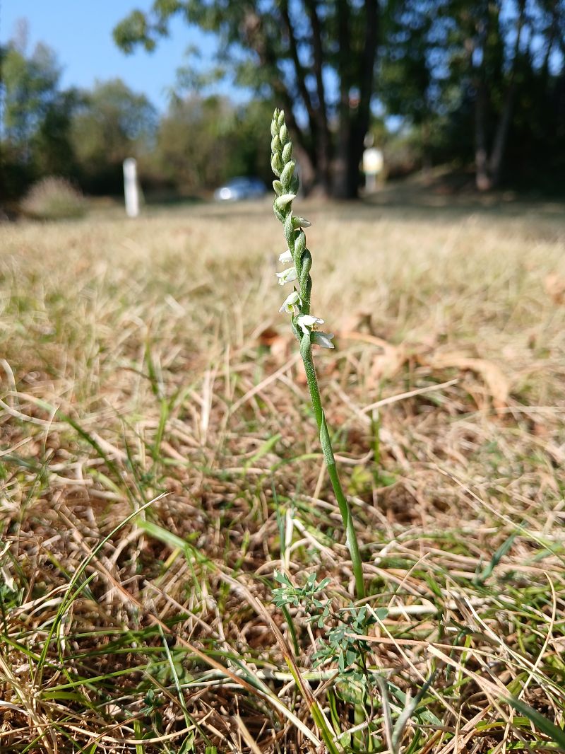 Spiranthes spiralis  - Alain Falvard