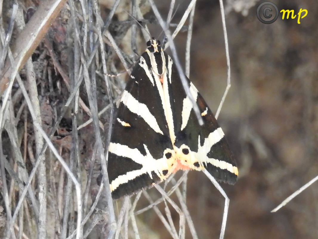 Euplagia quadripunctaria  - Mario Paloni