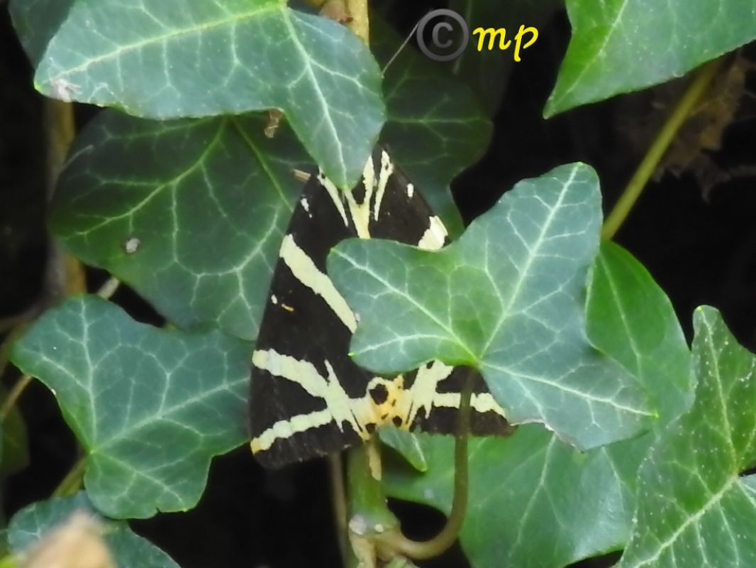 Euplagia quadripunctaria  - Mario Paloni