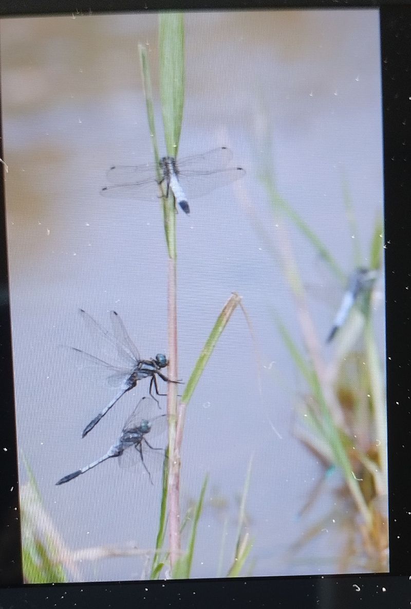 Orthetrum albistylum  - Battisti Andrea
