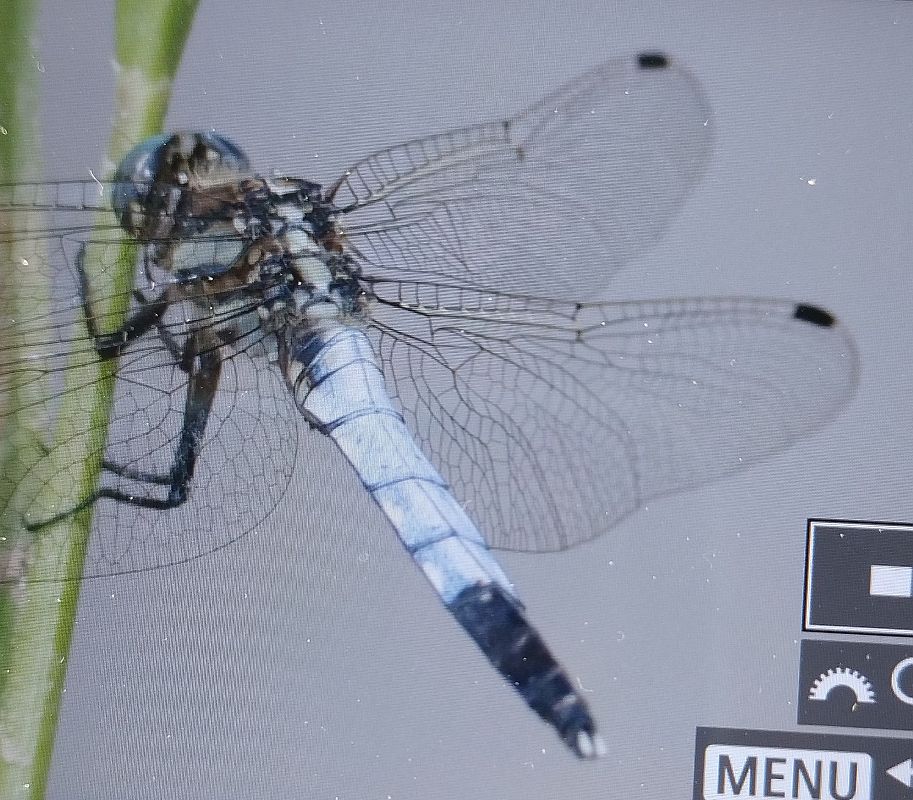 Orthetrum albistylum  - Battisti Andrea