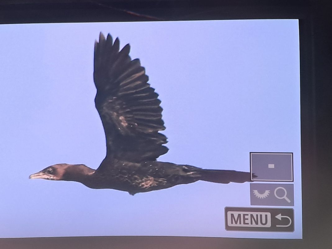 kormoran mały  - Stanisław Turowski