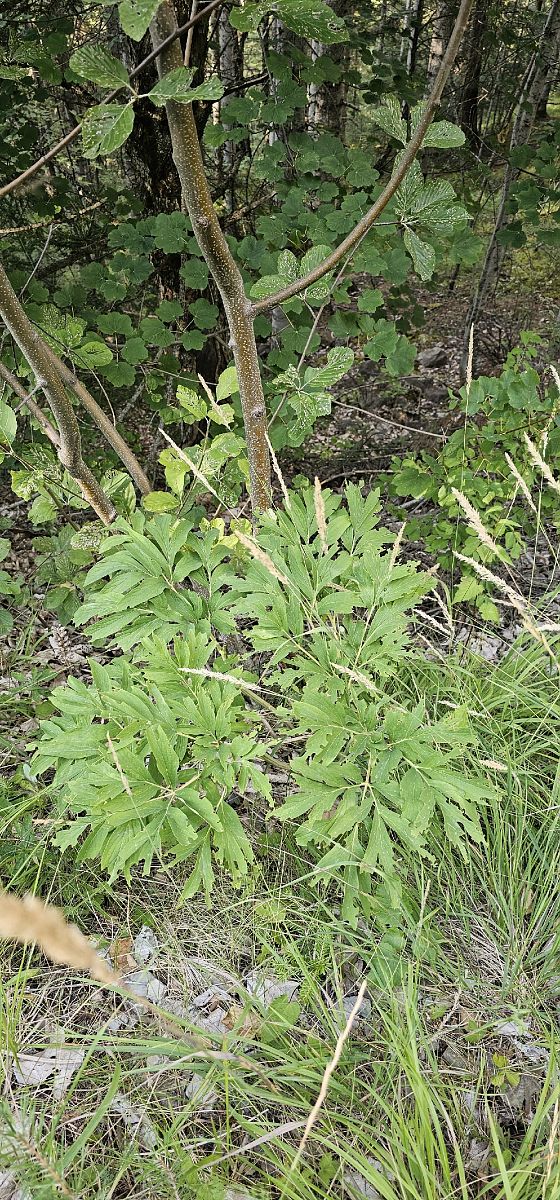 Cephalanthera damasonium  - Claire Perrachon