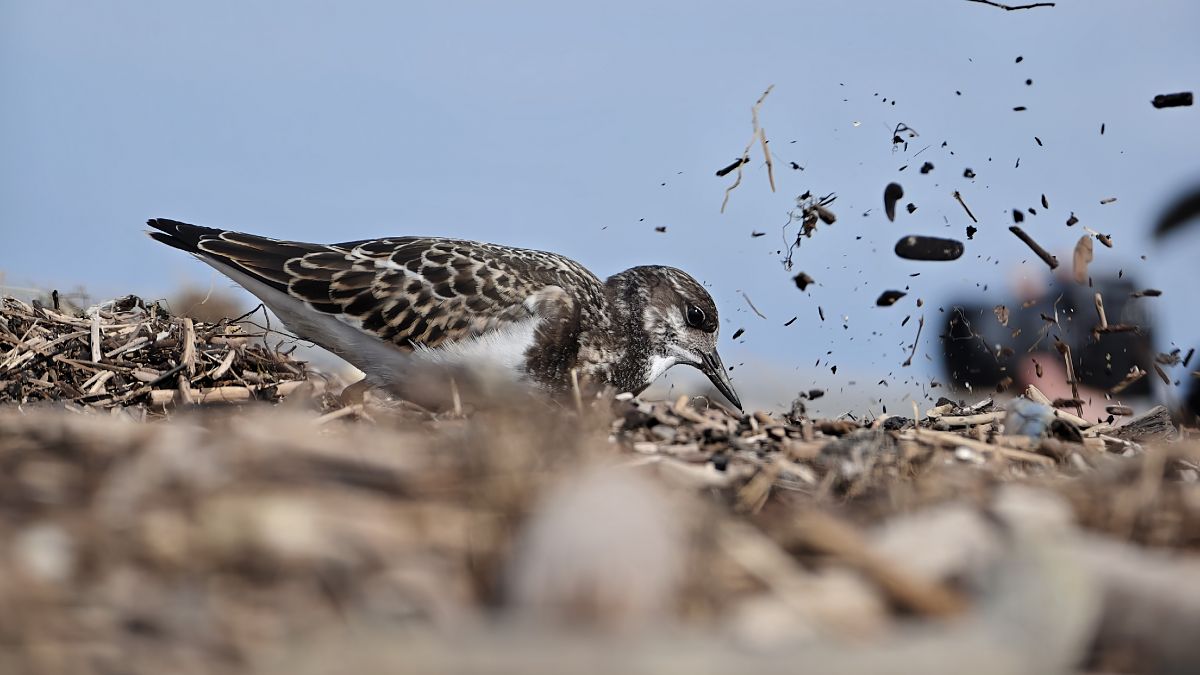 Ruddy Turnstone  - Eliza Suchozebrska