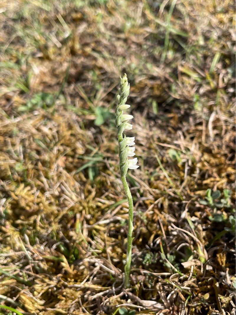Spiranthes spiralis  - Erwan Leherisse