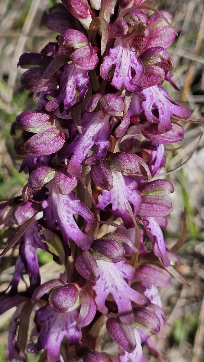 Himantoglossum robertianum  - Sergi Torné