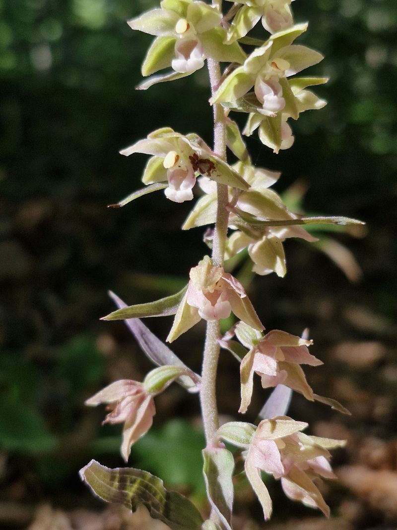 Epipactis purpurata  - Laurent Bignon