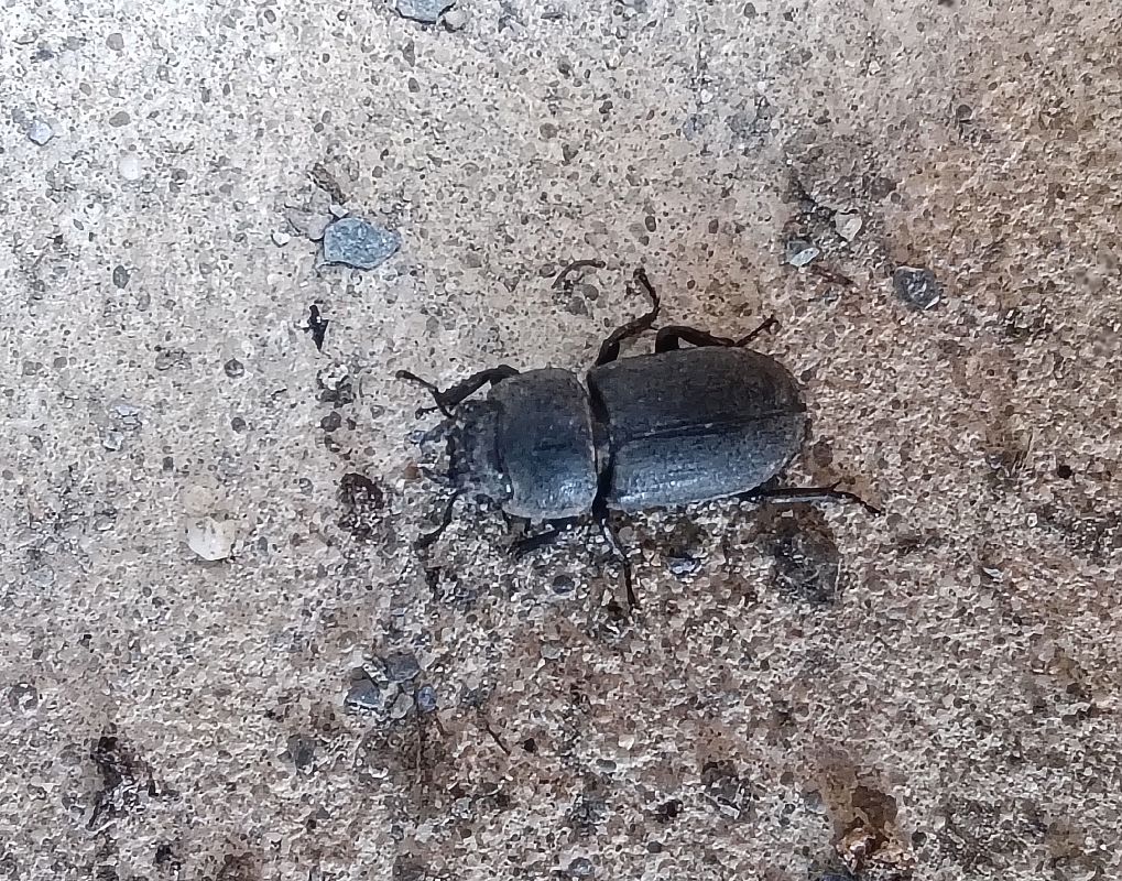 Dorcus parallelipipedus  - Toni Alonso Jardí