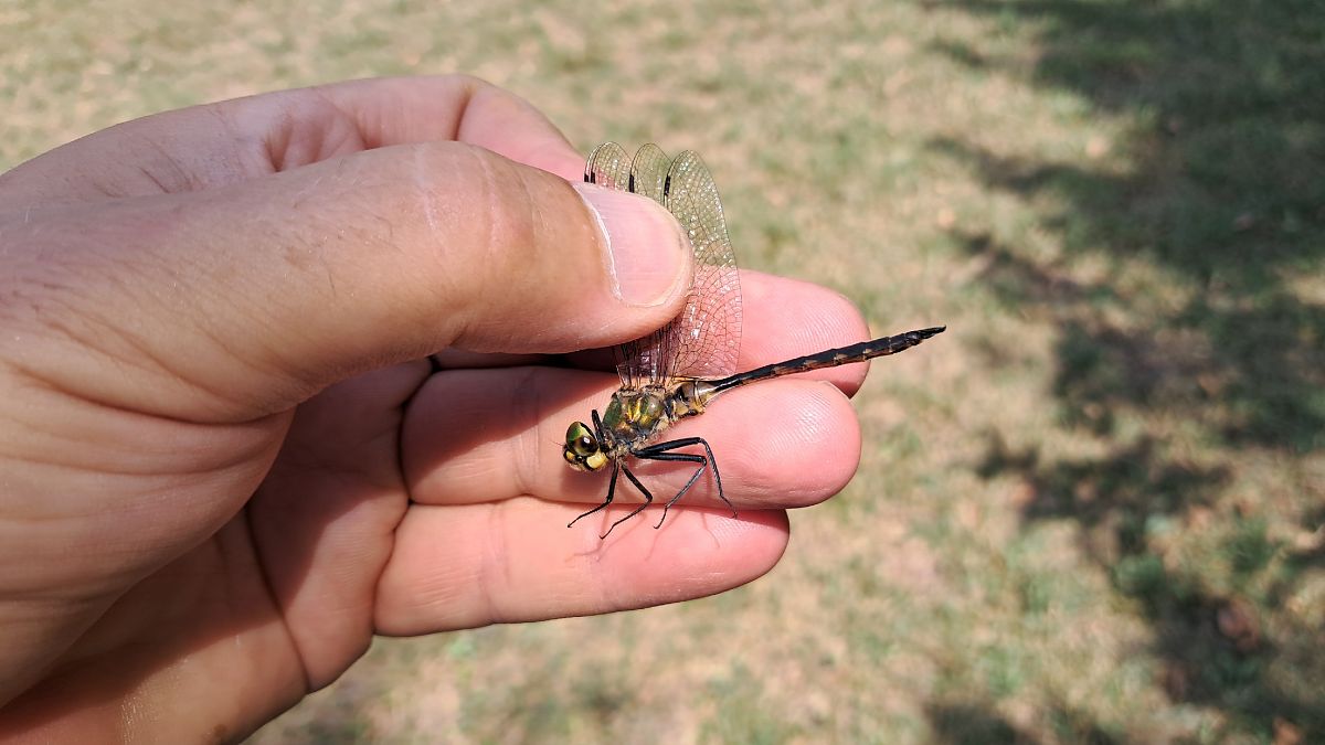 Somatochlora flavomaculata  - Roberto Fabbri