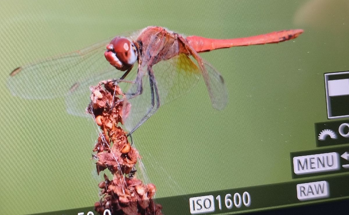 Sympetrum fonscolombei  - Battisti Andrea