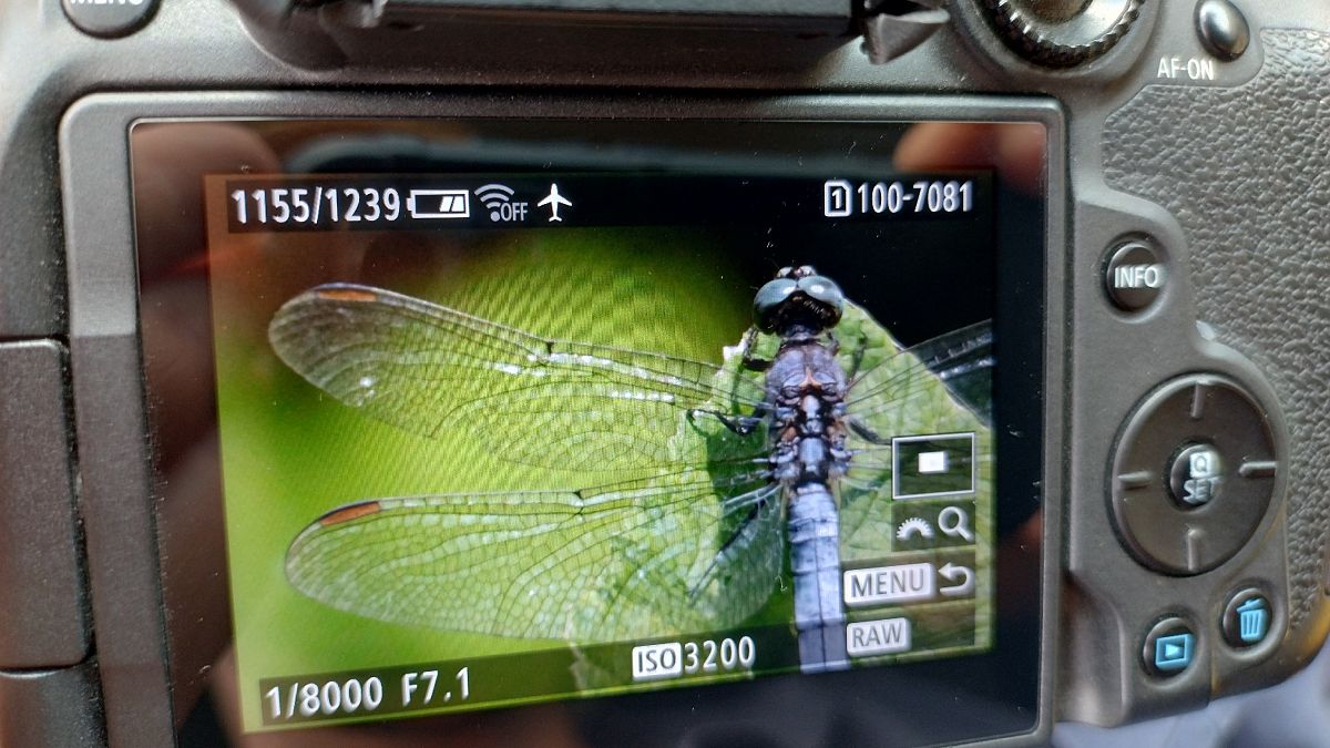 Orthetrum coerulescens  - Battisti Andrea