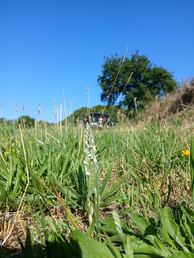 Spiranthes spiralis  - Alain Falvard