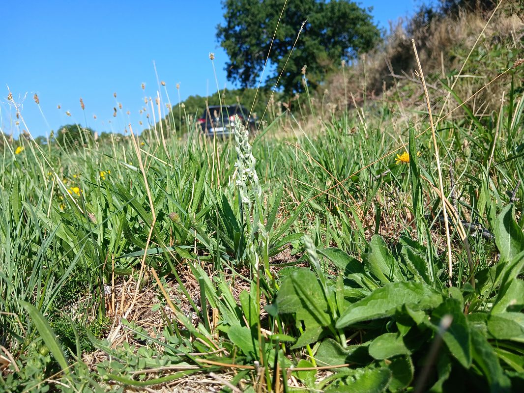 Spiranthes spiralis  - Alain Falvard