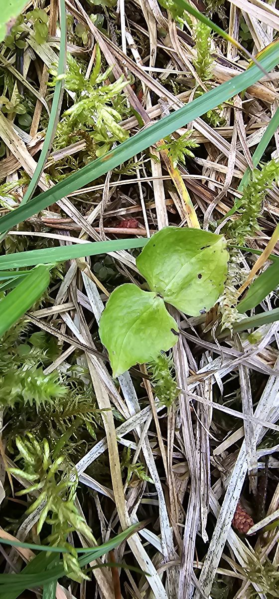 Neottia cordata  - Claire Perrachon