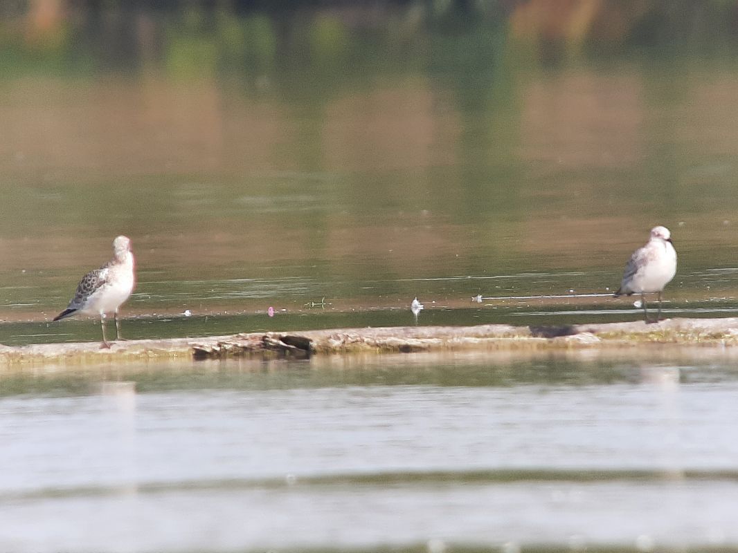 Mouette mélanocéphale  - Franz Stoll