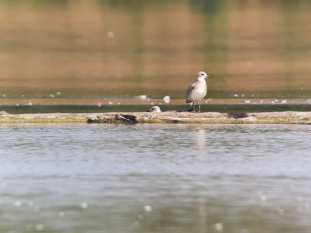 Mouette mélanocéphale  - Franz Stoll