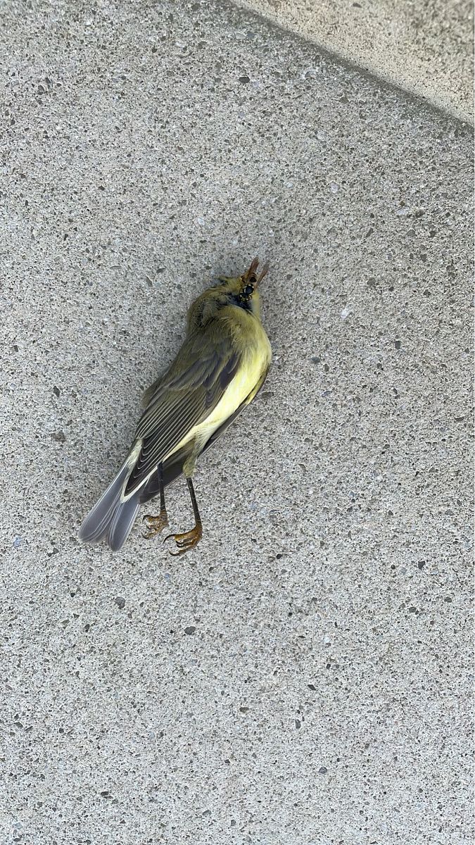 Oiseau indéterminé 