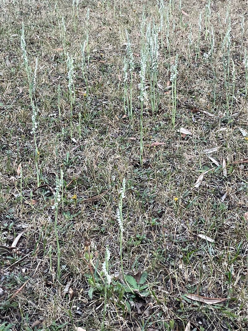 Spiranthes spiralis  - Erwan Leherisse