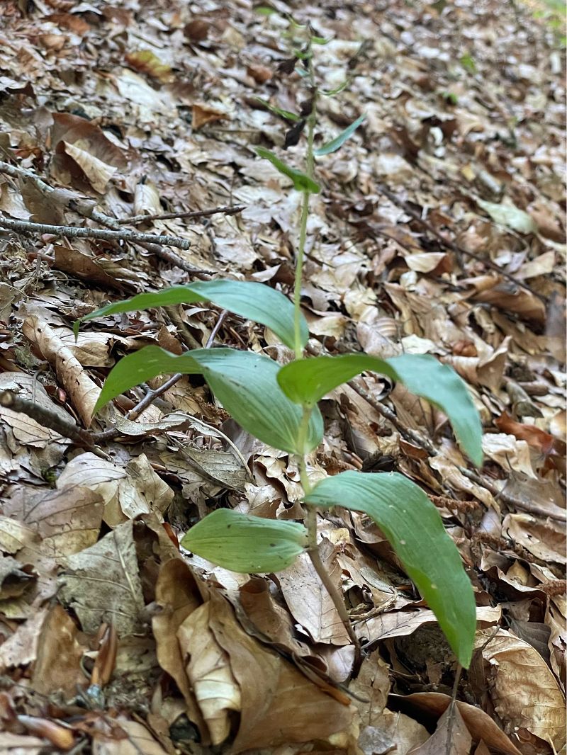 Epipactis helleborine var. minor  - Olivier Guillemet