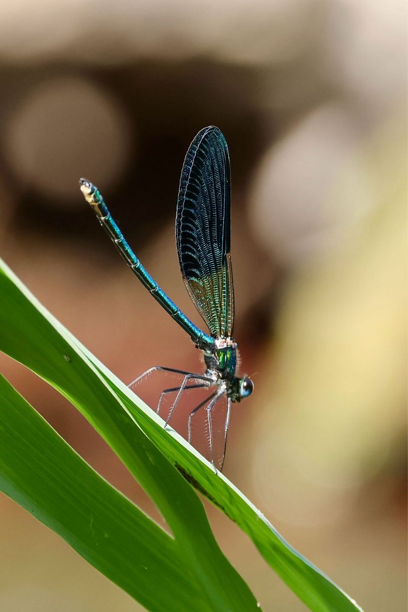 Calopteryx xanthostoma  - Andrea Galimberti